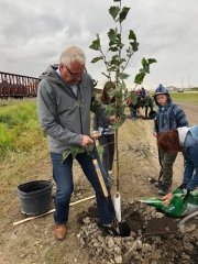 TreePlanting